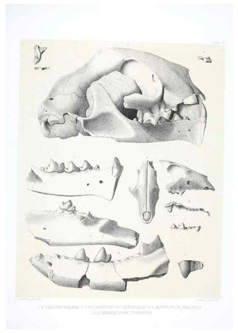 Reproducción/Reproduction 6800336920: The extinct mammalian fauna of Dakota and Nebraska :. Philadelphia :Published for the Academy, by J.B. Lippincott,1869.