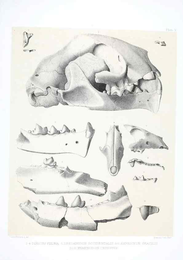 Reproducción/Reproduction 6800336920: The extinct mammalian fauna of Dakota and Nebraska :. Philadelphia :Published for the Academy, by J.B. Lippincott,1869.