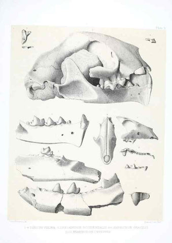 Reproducción/Reproduction 6800336920: The extinct mammalian fauna of Dakota and Nebraska :. Philadelphia :Published for the Academy, by J.B. Lippincott,1869.