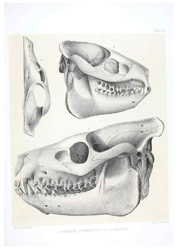 Reproducción/Reproduction 6800337258: The extinct mammalian fauna of Dakota and Nebraska :. Philadelphia :Published for the Academy, by J.B. Lippincott,1869.
