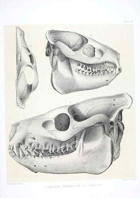 Reproducción/Reproduction 6800337258: The extinct mammalian fauna of Dakota and Nebraska :. Philadelphia :Published for the Academy, by J.B. Lippincott,1869.