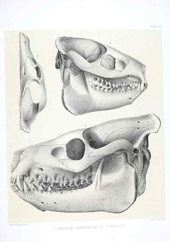 Reproducción/Reproduction 6800337258: The extinct mammalian fauna of Dakota and Nebraska :. Philadelphia :Published for the Academy, by J.B. Lippincott,1869.