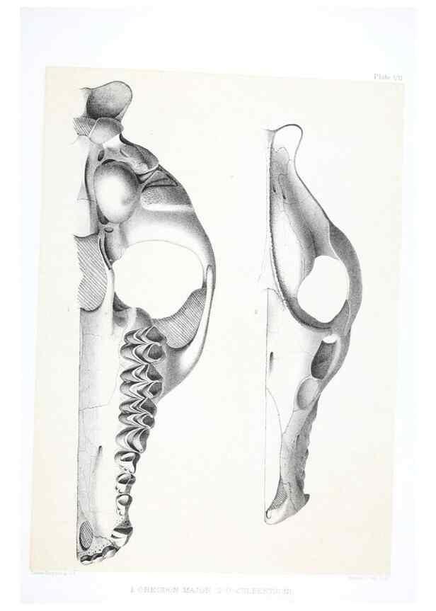 Reproducción/Reproduction 6800337514: The extinct mammalian fauna of Dakota and Nebraska :. Philadelphia :Published for the Academy, by J.B. Lippincott,1869.
