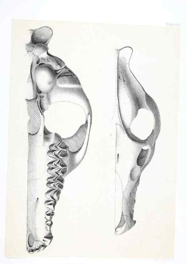 Reproducción/Reproduction 6800337514: The extinct mammalian fauna of Dakota and Nebraska :. Philadelphia :Published for the Academy, by J.B. Lippincott,1869.
