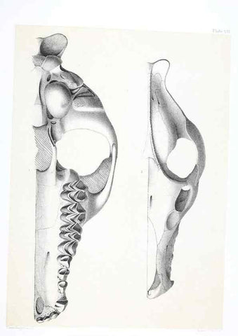 Reproducción/Reproduction 6800337514: The extinct mammalian fauna of Dakota and Nebraska :. Philadelphia :Published for the Academy, by J.B. Lippincott,1869.