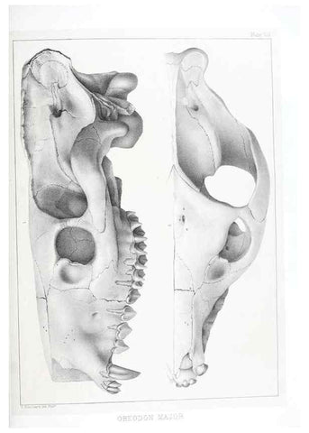 Reproducción/Reproduction 6800337860: The extinct mammalian fauna of Dakota and Nebraska :. Philadelphia :Published for the Academy, by J.B. Lippincott,1869.