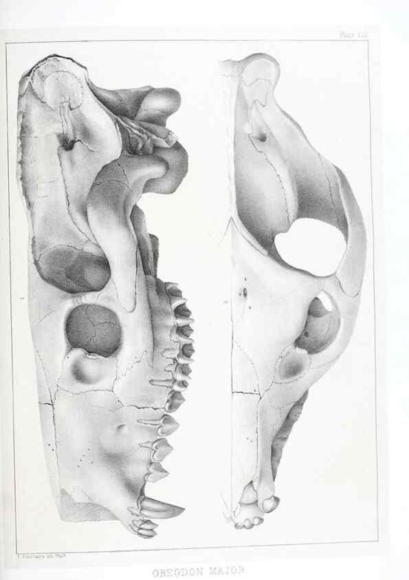 Reproducción/Reproduction 6800337860: The extinct mammalian fauna of Dakota and Nebraska :. Philadelphia :Published for the Academy, by J.B. Lippincott,1869.