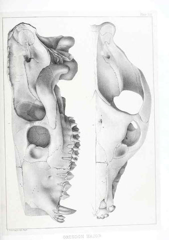 Reproducción/Reproduction 6800337860: The extinct mammalian fauna of Dakota and Nebraska :. Philadelphia :Published for the Academy, by J.B. Lippincott,1869.