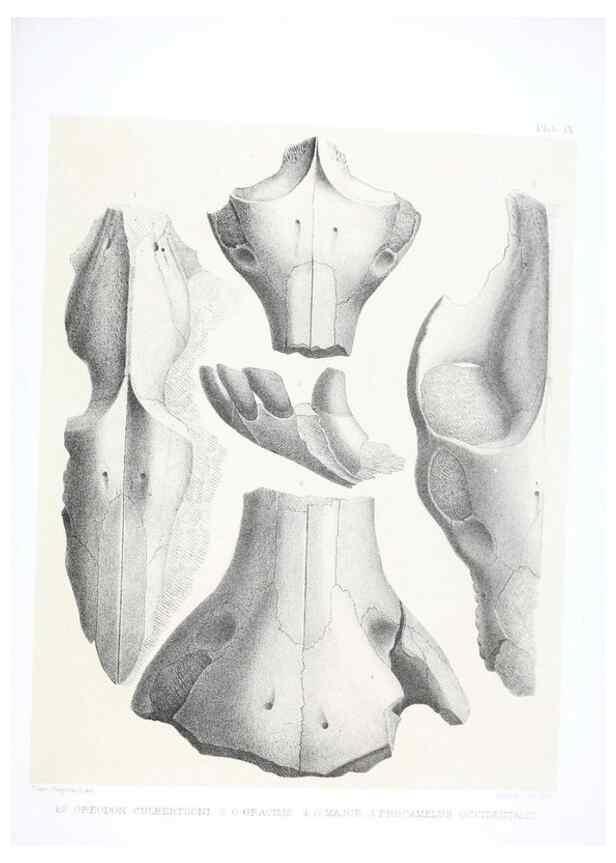 Reproducción/Reproduction 6800338194: The extinct mammalian fauna of Dakota and Nebraska :. Philadelphia :Published for the Academy, by J.B. Lippincott,1869.
