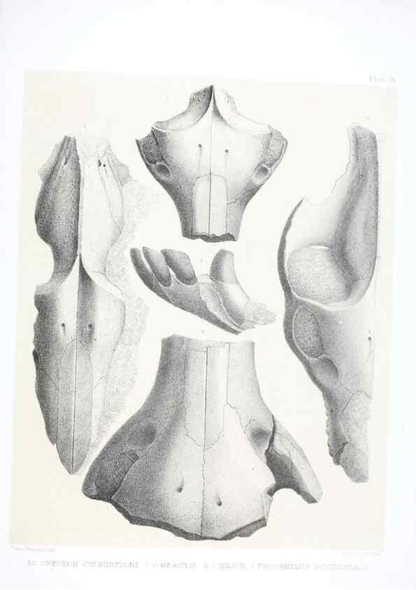 Reproducción/Reproduction 6800338194: The extinct mammalian fauna of Dakota and Nebraska :. Philadelphia :Published for the Academy, by J.B. Lippincott,1869.