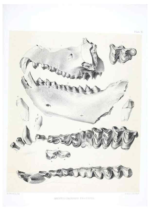 Reproducción/Reproduction 6800338490: The extinct mammalian fauna of Dakota and Nebraska :. Philadelphia :Published for the Academy, by J.B. Lippincott,1869.