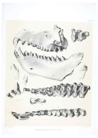 Reproducción/Reproduction 6800338490: The extinct mammalian fauna of Dakota and Nebraska :. Philadelphia :Published for the Academy, by J.B. Lippincott,1869.