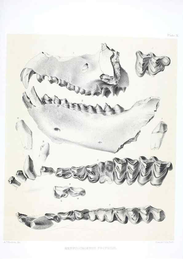Reproducción/Reproduction 6800338490: The extinct mammalian fauna of Dakota and Nebraska :. Philadelphia :Published for the Academy, by J.B. Lippincott,1869.