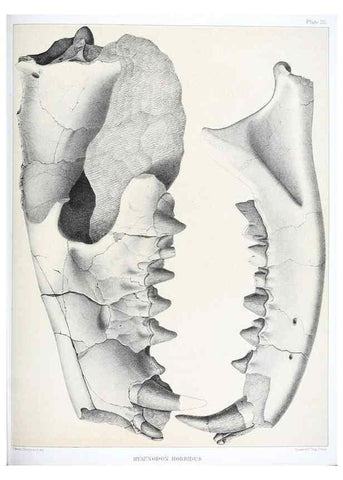 Reproducción/Reproduction 6800336196: The extinct mammalian fauna of Dakota and Nebraska :. Philadelphia :Published for the Academy, by J.B. Lippincott,1869.