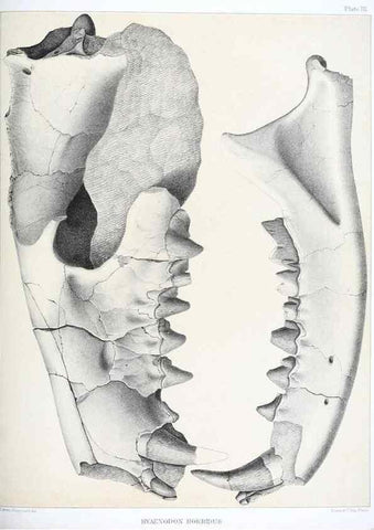 Reproducción/Reproduction 6800336196: The extinct mammalian fauna of Dakota and Nebraska :. Philadelphia :Published for the Academy, by J.B. Lippincott,1869.