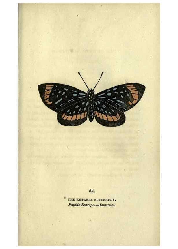 Reproducción/Reproduction 6800131178: The book of butterflies, sphinxes and moths;. London,Whittaker,1832-34.