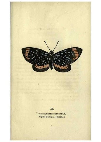 Reproducción/Reproduction 6800131178: The book of butterflies, sphinxes and moths;. London,Whittaker,1832-34.