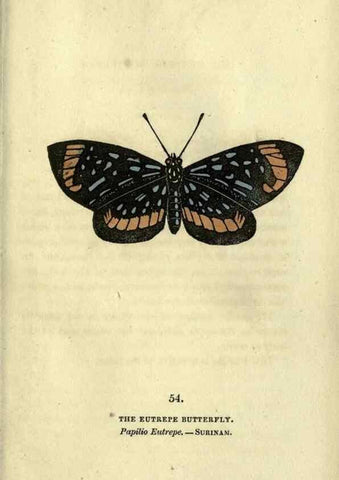 Reproducción/Reproduction 6800131178: The book of butterflies, sphinxes and moths;. London,Whittaker,1832-34.