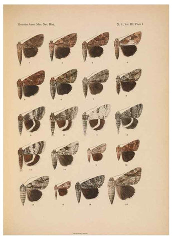 Reproducción/Reproduction 6832891808: Illustrations of the North American species of the genus Catocala,. [New York]1918.