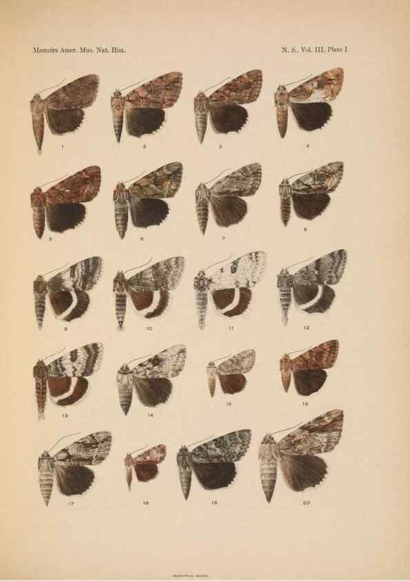 Reproducción/Reproduction 6832891808: Illustrations of the North American species of the genus Catocala,. [New York]1918.