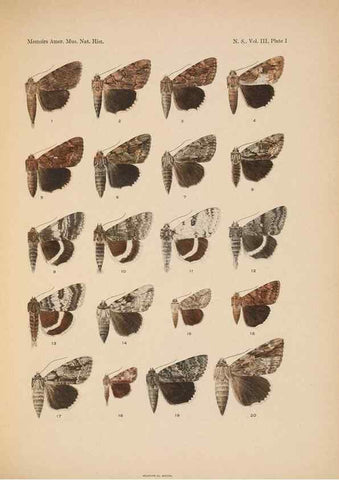 Reproducción/Reproduction 6832891808: Illustrations of the North American species of the genus Catocala,. [New York]1918.