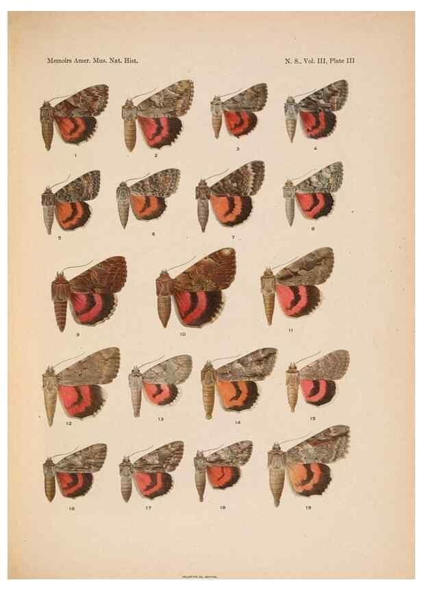 Reproducción/Reproduction 6832892506: Illustrations of the North American species of the genus Catocala,. [New York]1918.