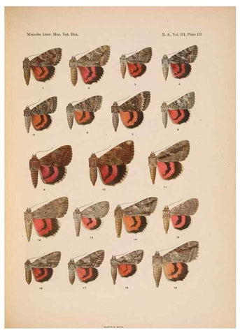 Reproducción/Reproduction 6832892506: Illustrations of the North American species of the genus Catocala,. [New York]1918.