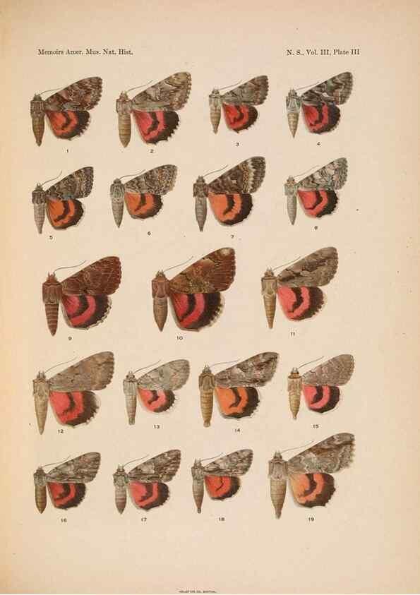Reproducción/Reproduction 6832892506: Illustrations of the North American species of the genus Catocala,. [New York]1918.