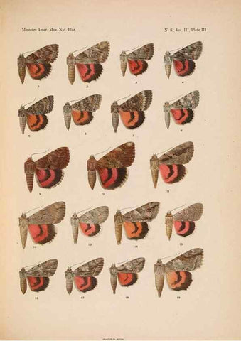 Reproducción/Reproduction 6832892506: Illustrations of the North American species of the genus Catocala,. [New York]1918.