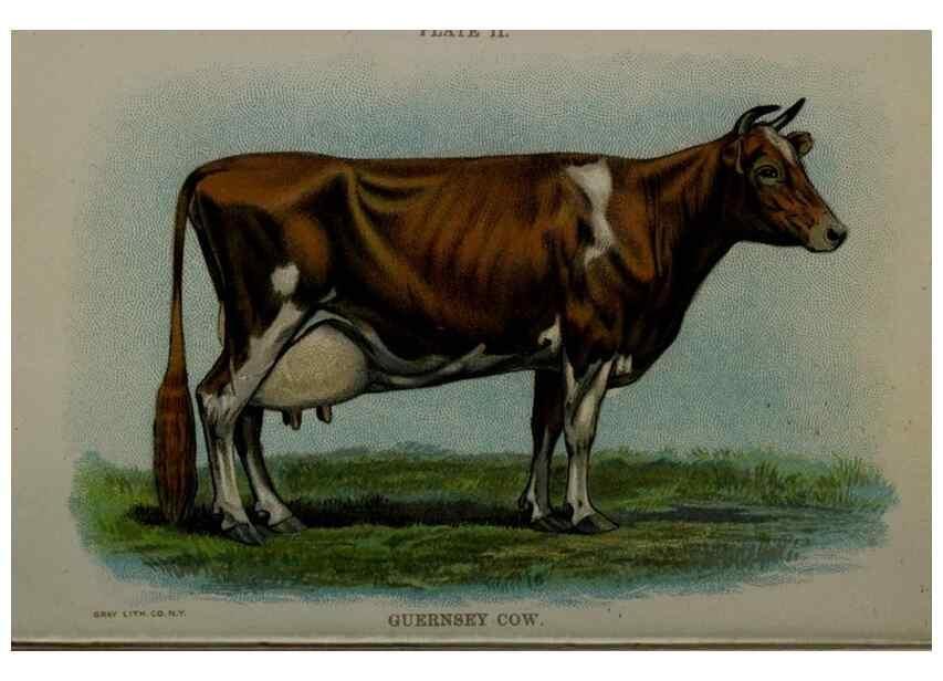 Reproducción/Reproduction 6981912495: Biggle cow book; . Philadelphia,W. Atkinson co.,1898.
