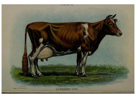 Reproducción/Reproduction 6981912495: Biggle cow book; . Philadelphia,W. Atkinson co.,1898.