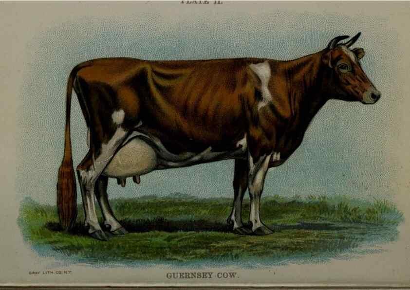 Reproducción/Reproduction 6981912495: Biggle cow book; . Philadelphia,W. Atkinson co.,1898.