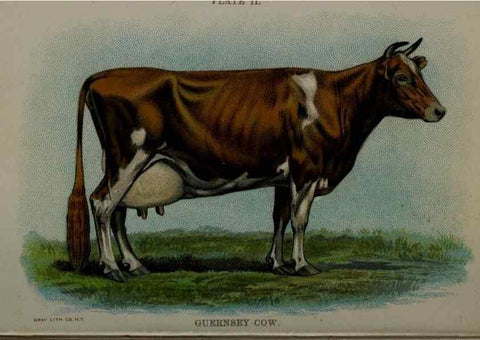 Reproducción/Reproduction 6981912495: Biggle cow book; . Philadelphia,W. Atkinson co.,1898.