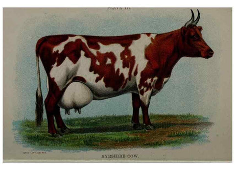 Reproducción/Reproduction 6835787694: Biggle cow book; . Philadelphia,W. Atkinson co.,1898.