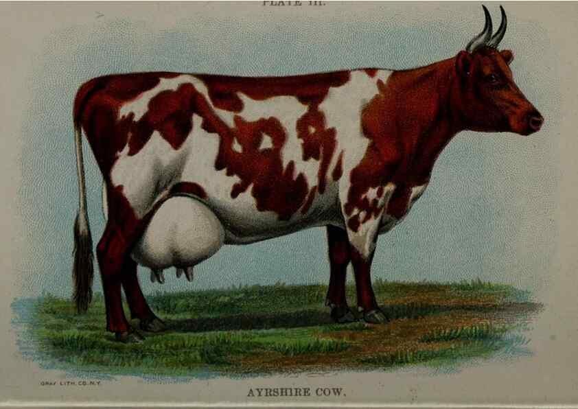 Reproducción/Reproduction 6835787694: Biggle cow book; . Philadelphia,W. Atkinson co.,1898.