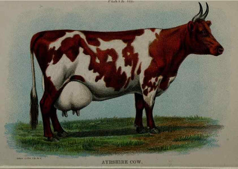 Reproducción/Reproduction 6835787694: Biggle cow book; . Philadelphia,W. Atkinson co.,1898.