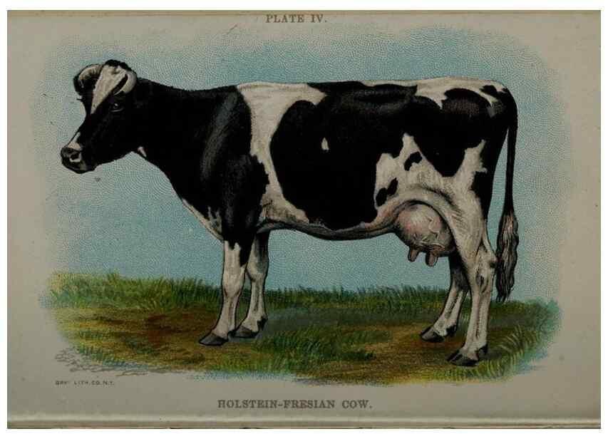 Reproducción/Reproduction 6981913809: Biggle cow book; . Philadelphia,W. Atkinson co.,1898.