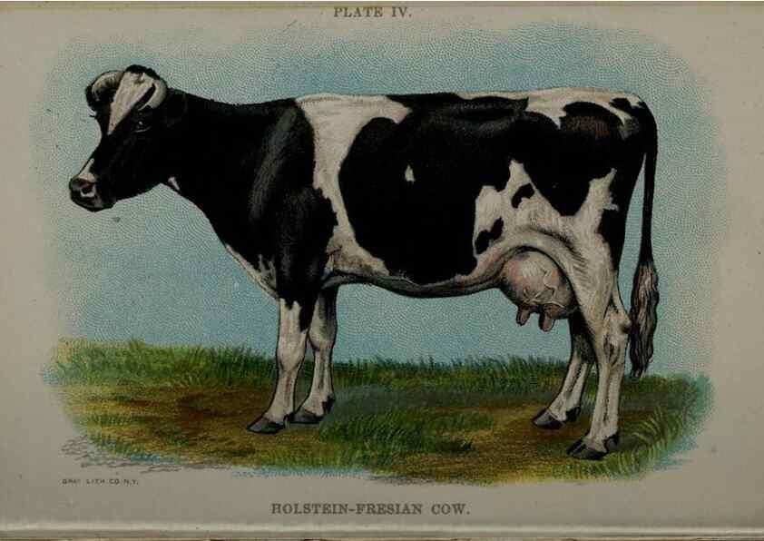 Reproducción/Reproduction 6981913809: Biggle cow book; . Philadelphia,W. Atkinson co.,1898.