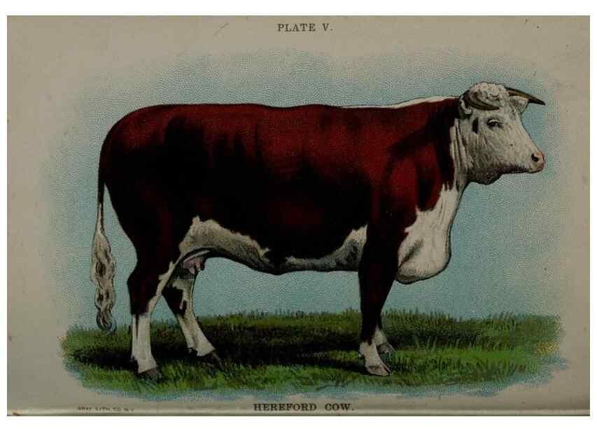 Reproducción/Reproduction 6981914139: Biggle cow book; . Philadelphia,W. Atkinson co.,1898.