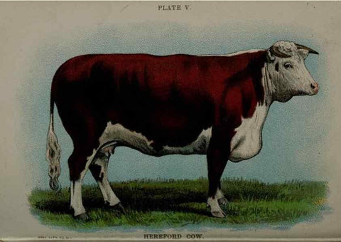 Reproducción/Reproduction 6981914139: Biggle cow book; . Philadelphia,W. Atkinson co.,1898.