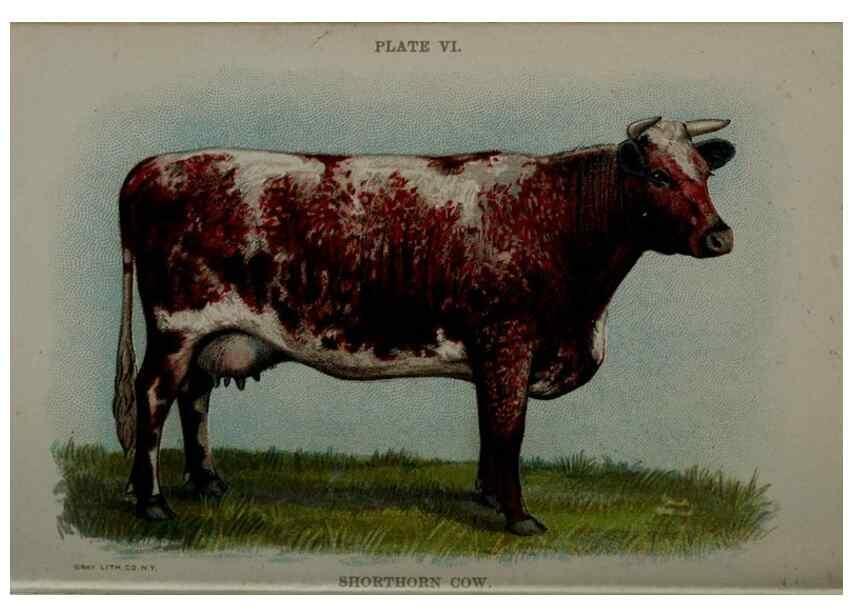 Reproducción/Reproduction 6981914453: Biggle cow book; . Philadelphia,W. Atkinson co.,1898.