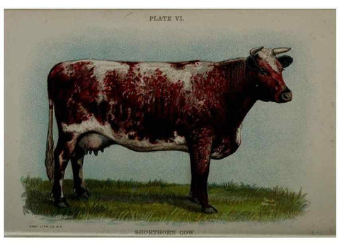 Reproducción/Reproduction 6981914453: Biggle cow book; . Philadelphia,W. Atkinson co.,1898.