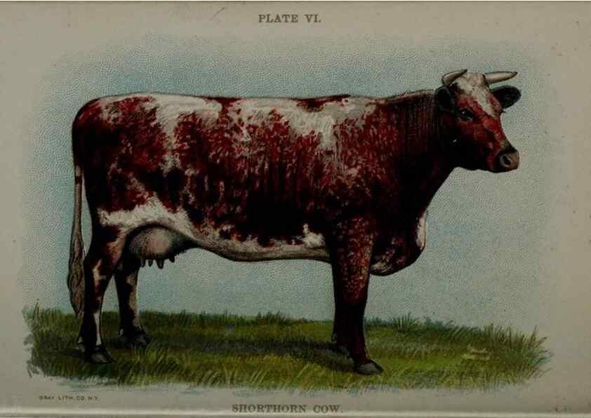 Reproducción/Reproduction 6981914453: Biggle cow book; . Philadelphia,W. Atkinson co.,1898.