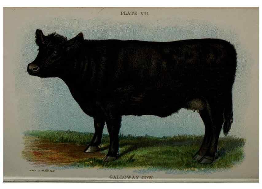 Reproducción/Reproduction 6835789186: Biggle cow book; . Philadelphia,W. Atkinson co.,1898.