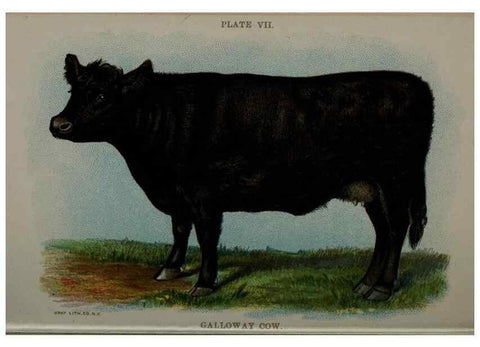 Reproducción/Reproduction 6835789186: Biggle cow book; . Philadelphia,W. Atkinson co.,1898.