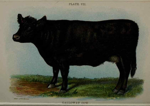 Reproducción/Reproduction 6835789186: Biggle cow book; . Philadelphia,W. Atkinson co.,1898.