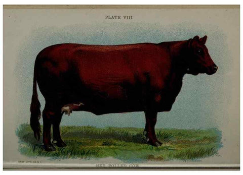 Reproducción/Reproduction 6981915123: Biggle cow book; . Philadelphia,W. Atkinson co.,1898.