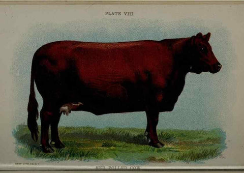 Reproducción/Reproduction 6981915123: Biggle cow book; . Philadelphia,W. Atkinson co.,1898.