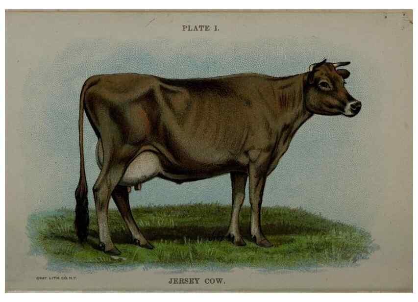 Reproducción/Reproduction 6981911831: Biggle cow book; . Philadelphia,W. Atkinson co.,1898.