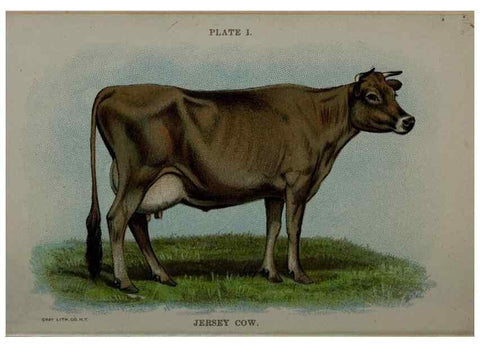 Reproducción/Reproduction 6981911831: Biggle cow book; . Philadelphia,W. Atkinson co.,1898.